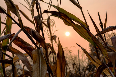 dry corn cob in the sunset field. backlightの写真素材