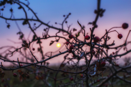 The hawthorn berries of late autumn on the background of the sunsetの写真素材