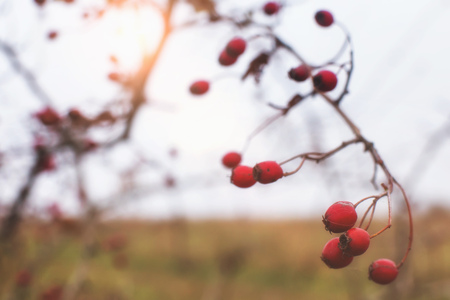 The hawthorn berries of late autumn on the background of the sunsetの写真素材