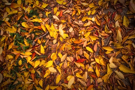background of yellow autumn leaves lying on the ground. view from the topの写真素材