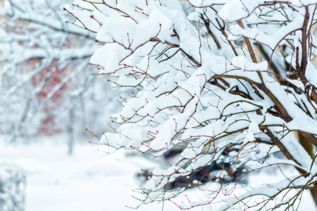 winter trees on snow. winter dry branches of trees in the snow.の写真素材