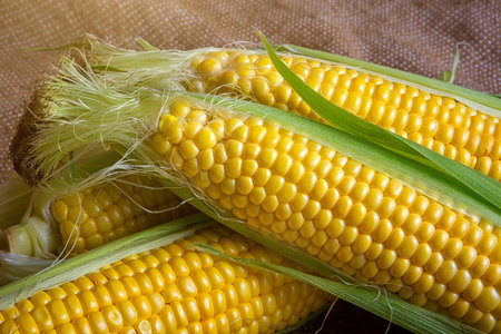 Fresh corn on cobs on rustic wooden table, closeup,