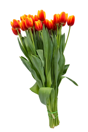 Red tulips bouquet in white pot isolated over white background. Mothers Day, Birthday, Valentines Day concept.の写真素材