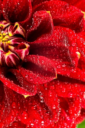 Red flower with water drops . macro. place for textの写真素材