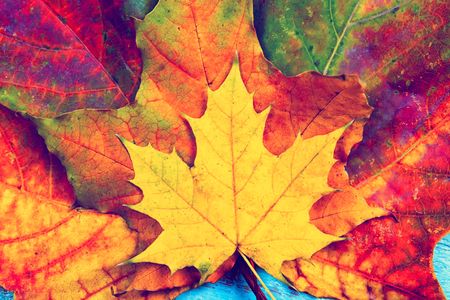 background of autumn leaves. Autumn backgroundの写真素材