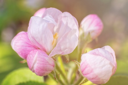 Close-up of apple tree blossoms on soft unfocused green background. Sunlight falling on the blossoms.の写真素材