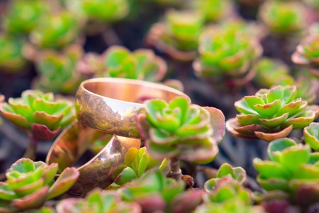 wedding rings newlyweds on small succulentsの写真素材