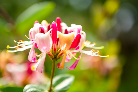 beautiful white and red flower on the Green bushes.. backgroundの写真素材