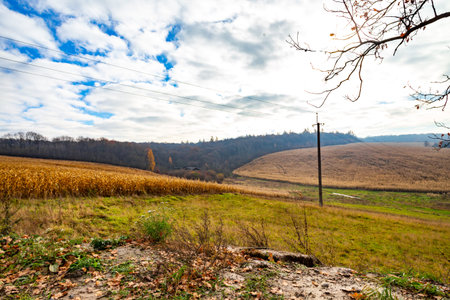 beautiful misty autumn landscape. Road to the village, near the road is a dry tree.の写真素材