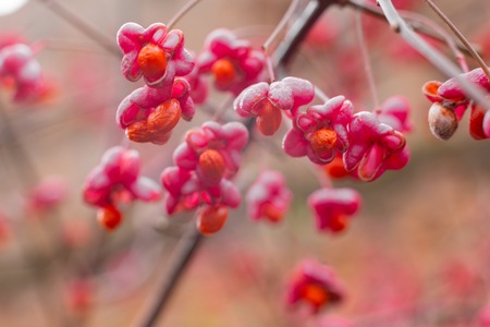 Deciduous shrub, Celastraceae . small pink flowers with seeds on the branches, sideways. macro. place for textの写真素材