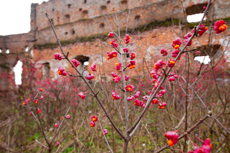 Deciduous shrub, Celastraceae . small pink flowers with