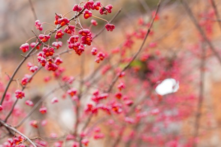 Deciduous shrub, Celastraceae . small pink flowers with seeds on the branches, sideways. macro. place for textの写真素材