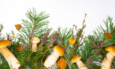 Forest picking mushrooms in wickered basket top view copy space. Fresh raw mushroomsの写真素材