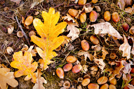 Autumn background with mushroom and colored leaves. Autumn Day.seasonal fruits. nature. place for textの写真素材