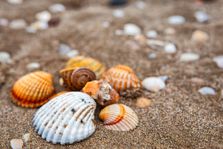 natural sea colored shells and pebbles on the seashore close-up top view. summer background