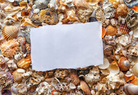 white paper on a background of sea shells of different colors on.の写真素材