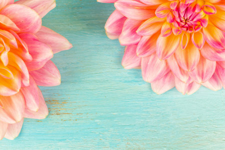 very beautiful pink-yellow dahlia with dew drops on a blue wooden backgroundの写真素材