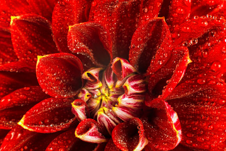 Red flower with water drops macro isolated on whiteの写真素材
