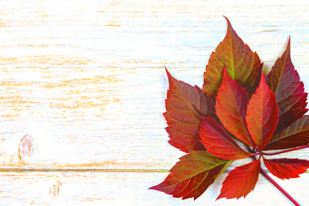 Autumn background. red ivy leaves on a wooden base. place for text. Top view. Flat lay. Autumn...