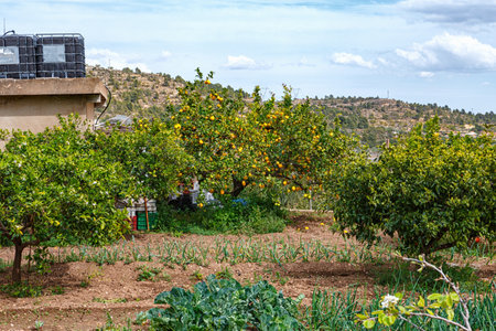 A Vibrant Orchard With Orange Trees and Vegetable Patches in a Rural Setting on a Sunny Afternoonの写真素材