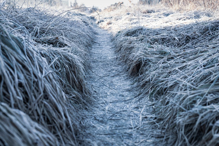 Frost-covered Path Through Grass in a Winter Landscape During Early Morning Lightの写真素材