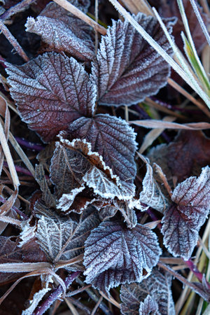 Delicate leaves are blanketed in frost, showing a beautiful contrast with the background in a...