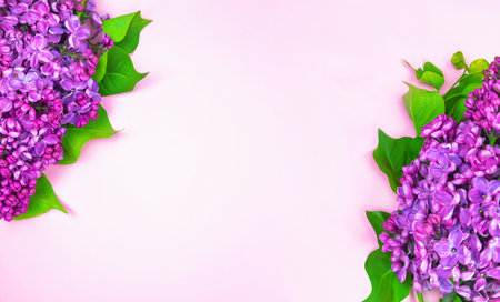 beautiful dark purple fresh lilac on the pink background, purple backgroundの写真素材