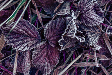Frost-covered Leaves Create a Striking Pattern in Early Morning Sunlight in a Cool Autumn Settingの写真素材