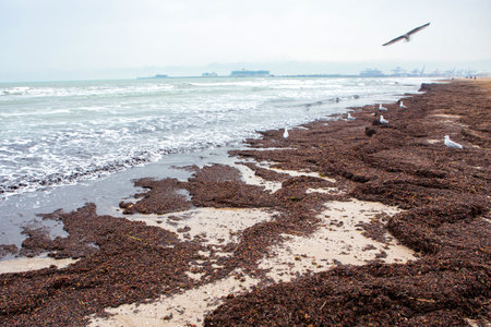 Spain, Valencia, March 29, 2022: Seaweed Debris Covering Sandy Beach in Overcast Weather by the Coastの写真素材