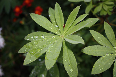 After Rain