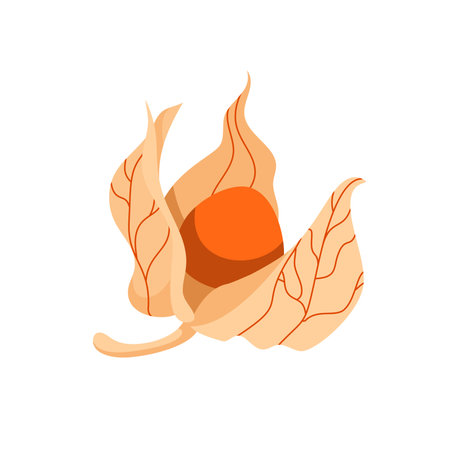 Golden Berry or Physalis vector icon in flat style isolated on white background. Superfood Golden Berry or Physalis fruit. Organic healthy dietary supplement. Vector flat illustration for recipe book.のイラスト素材