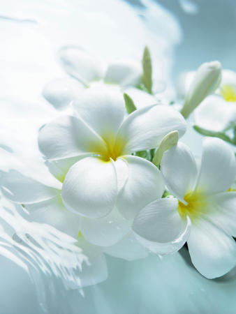 White and yellow flowersの写真素材