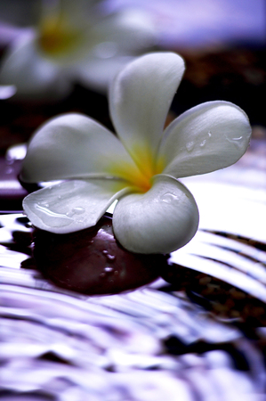 Flowers floating on a full sink of waterの写真素材