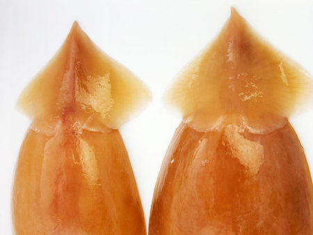 cuttle fish (sotong)