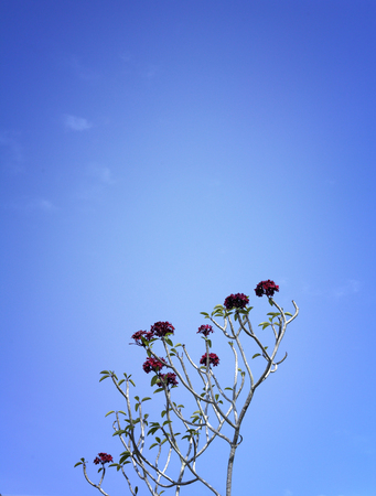 Near-bare tree branches with flowers against blue skyの写真素材