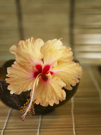 A pale pink hibiscus in a wooden bowlの写真素材