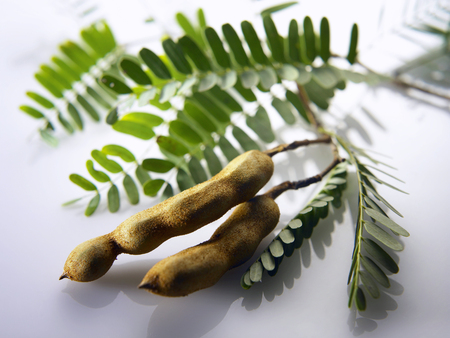 fresh asam jawa (tamarind)の写真素材