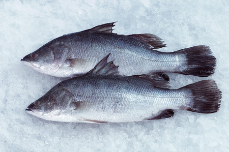 fresh fishの写真素材