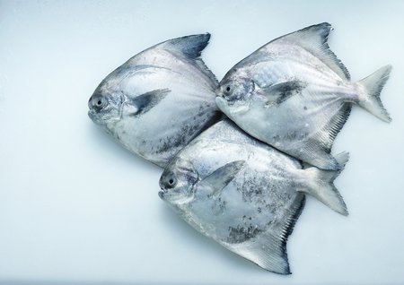 white pomfret (bawal putih)の写真素材