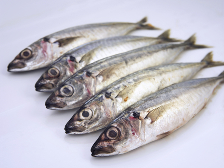 fresh fishの写真素材