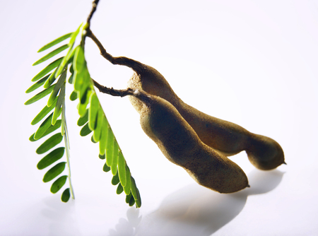 fresh asam jawa (tamarind)の写真素材