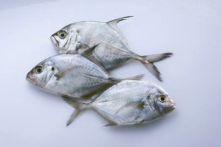fresh fishの写真素材