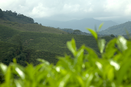 Tea plant and hill backgroundの写真素材