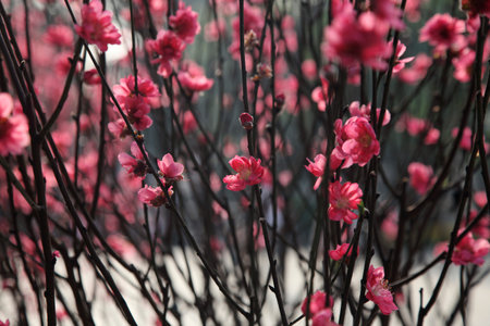 Cherry blossom at the park