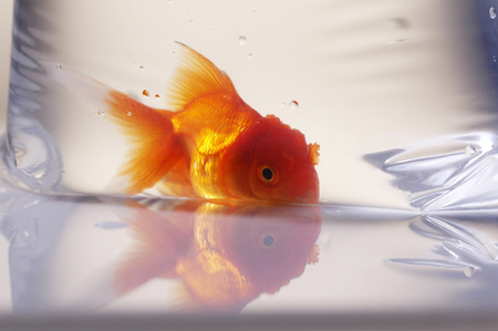 Goldfish in plastic bagの写真素材