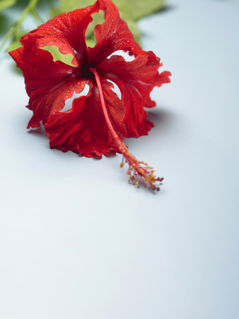 Hibiscus flowerの写真素材