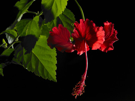 Hibiscus flowerの写真素材