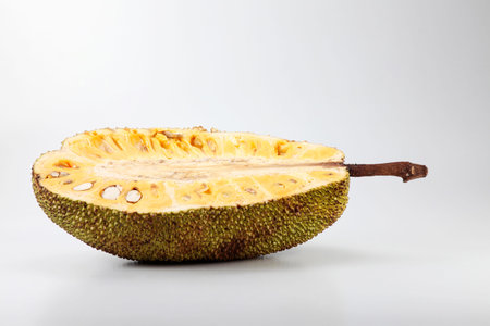 raw fruit jackfruit or artocarpus on the plain background