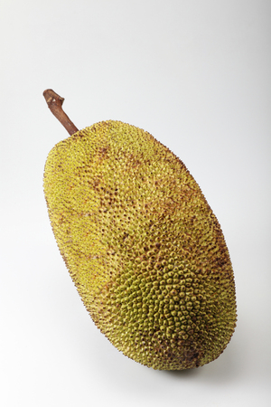 raw fruit jackfruit or artocarpus on the plain backgroundの写真素材