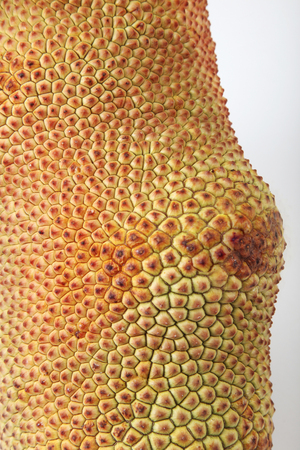 image of cempedak on the plain backgroudの写真素材